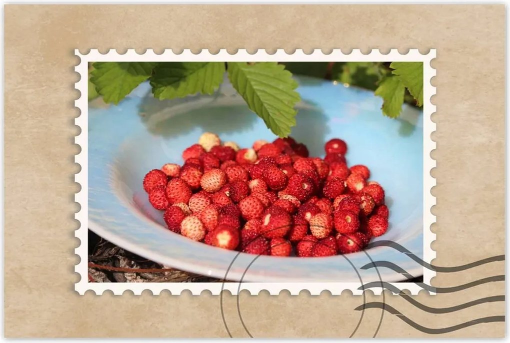 Poszterek 90x60 Erdei szintek