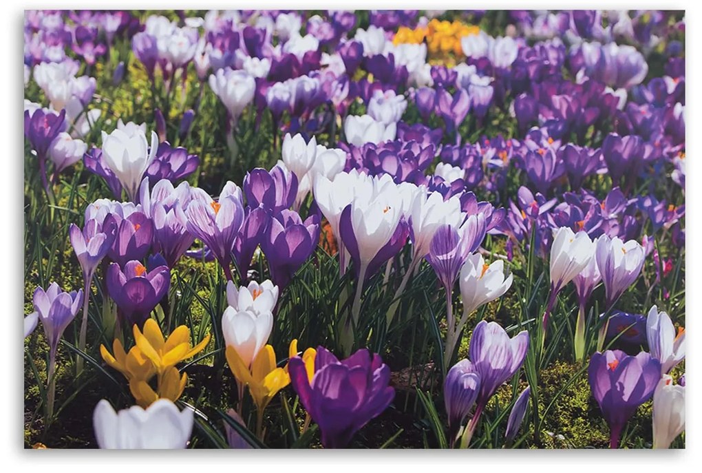 Gario Vászonkép Tavaszi krókuszok a réten Méret: 120 x 80 cm