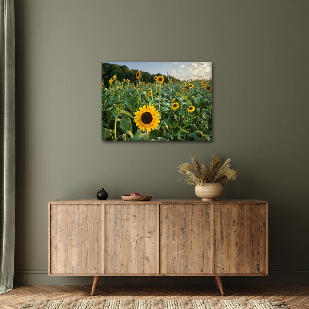Kép - Napraforgómező II. (70x50 cm)