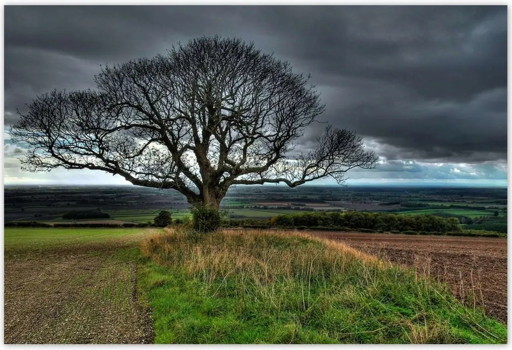 Poszterek 200x135 Fa tájkép