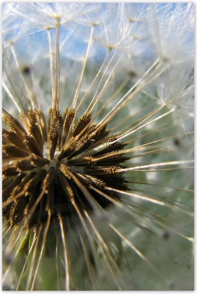 Poszterek 80x120 Pitypang Virág Virágok