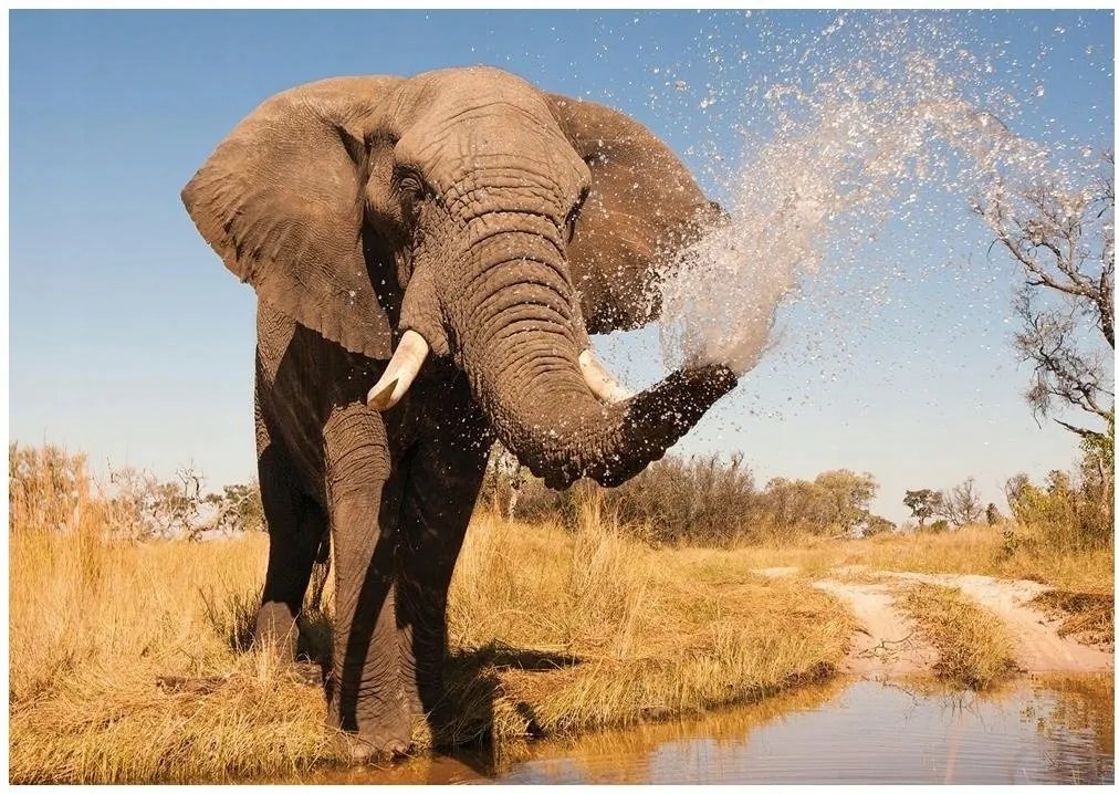 Fotótapéta állatok elefántok fotótapéta 208 x 146