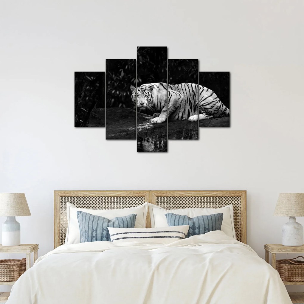 Kép - albínó tigris, fekete-fehér (150x105 cm)