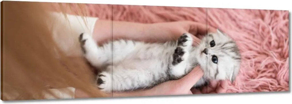 Vászonkép 60x20 Cica Cicák Macskák