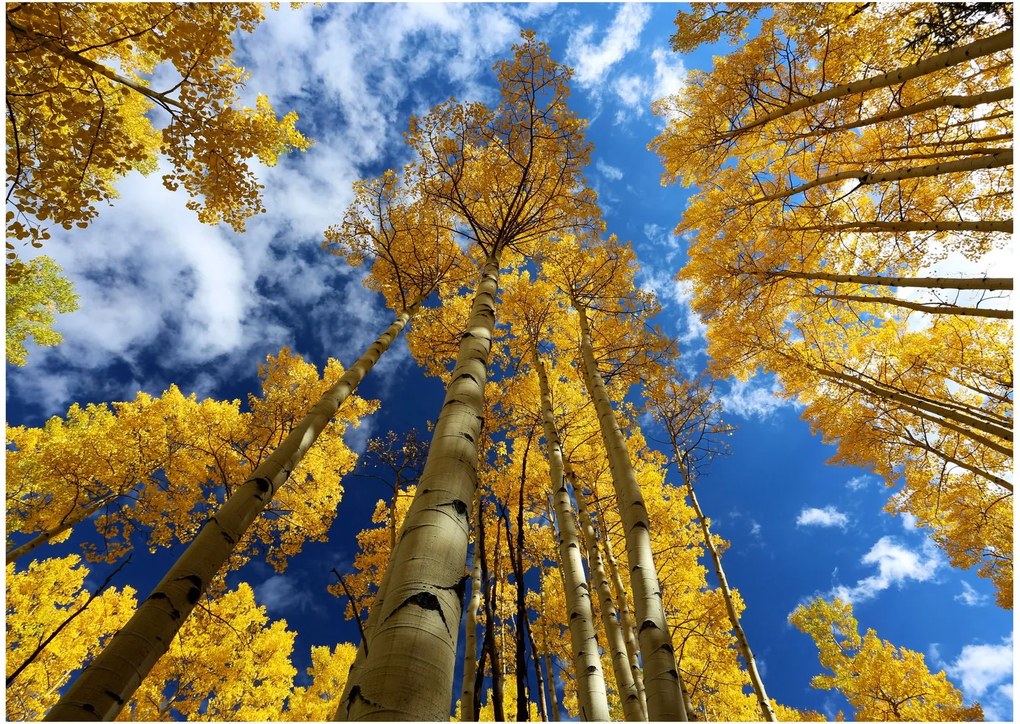 Üveg kép - Aspen (70x50 cm)