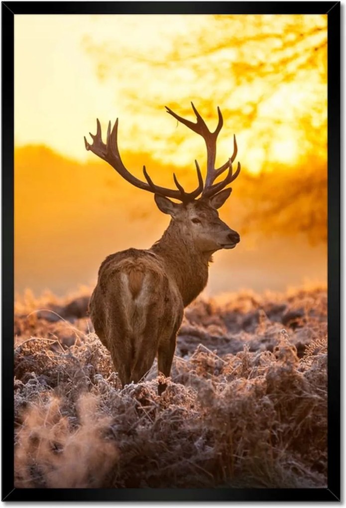 Poszterek keretben 40x60 Szarvas napfelkeltekor