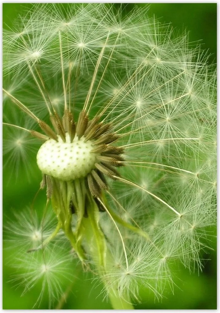 Poszterek 70x100 Pitypang Virág Virágok