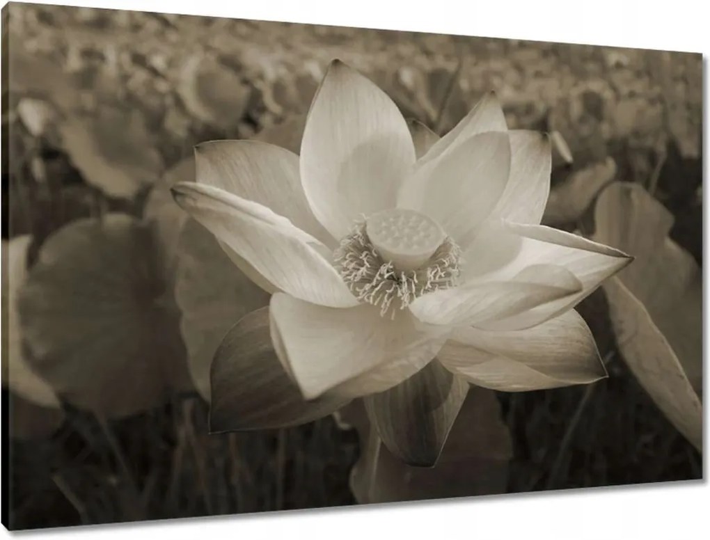 Vászonkép 90x60 Lótusz Lótuszvirág