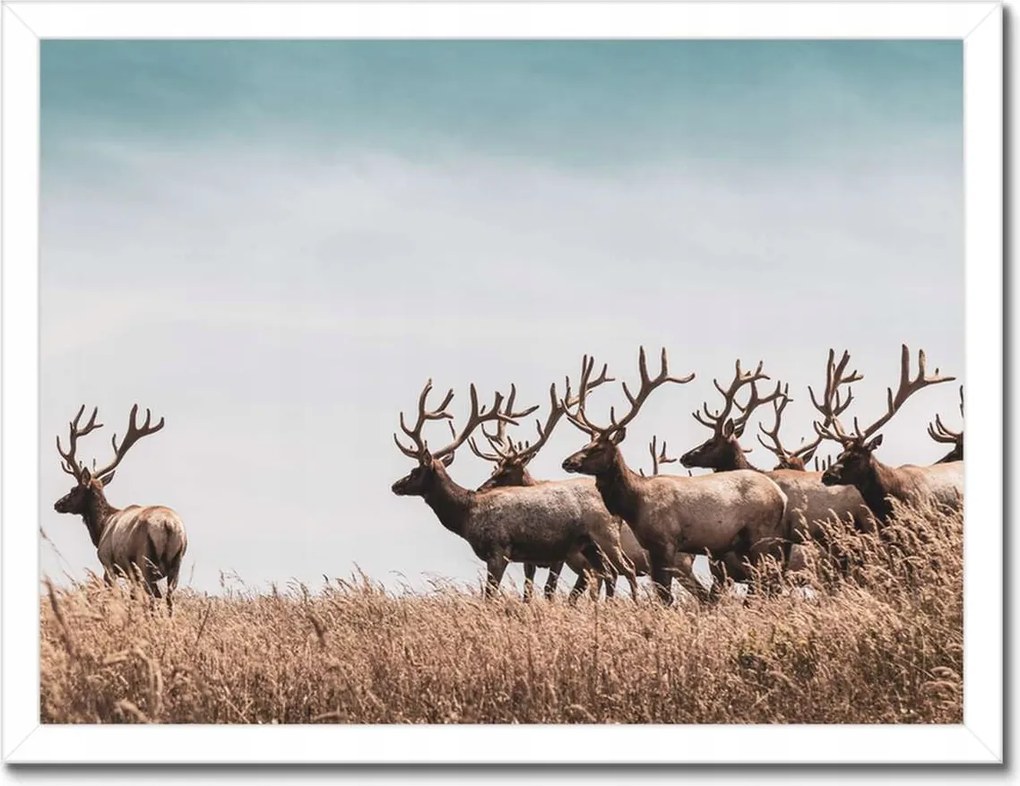 Poszter keretben 40x30 Szarvascsorda Szarvak