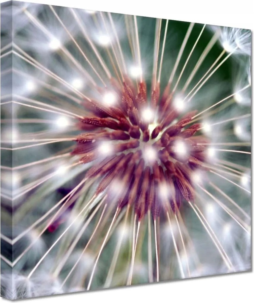 Vászonkép 20x20 Pitypang Virág Virágok