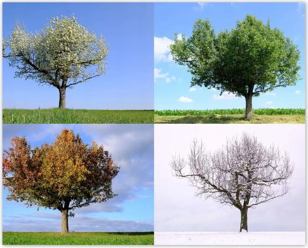 Poszterek 50x40 Négy évszak Fa