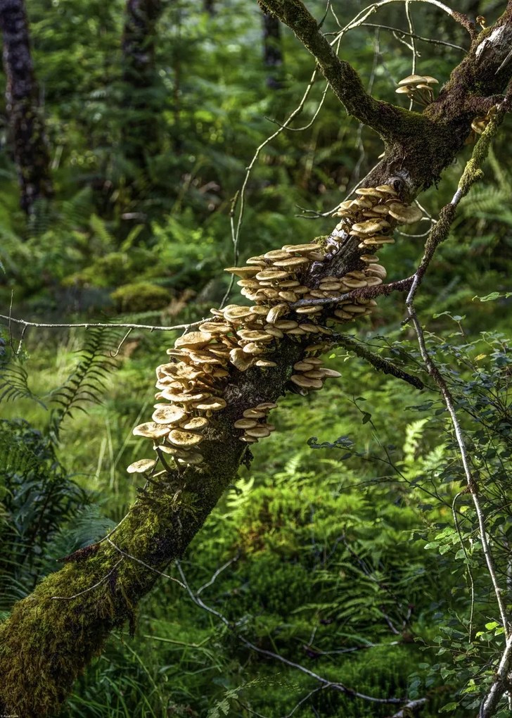 Poszter 50x70cm Gomba a fán, Assaf Frank