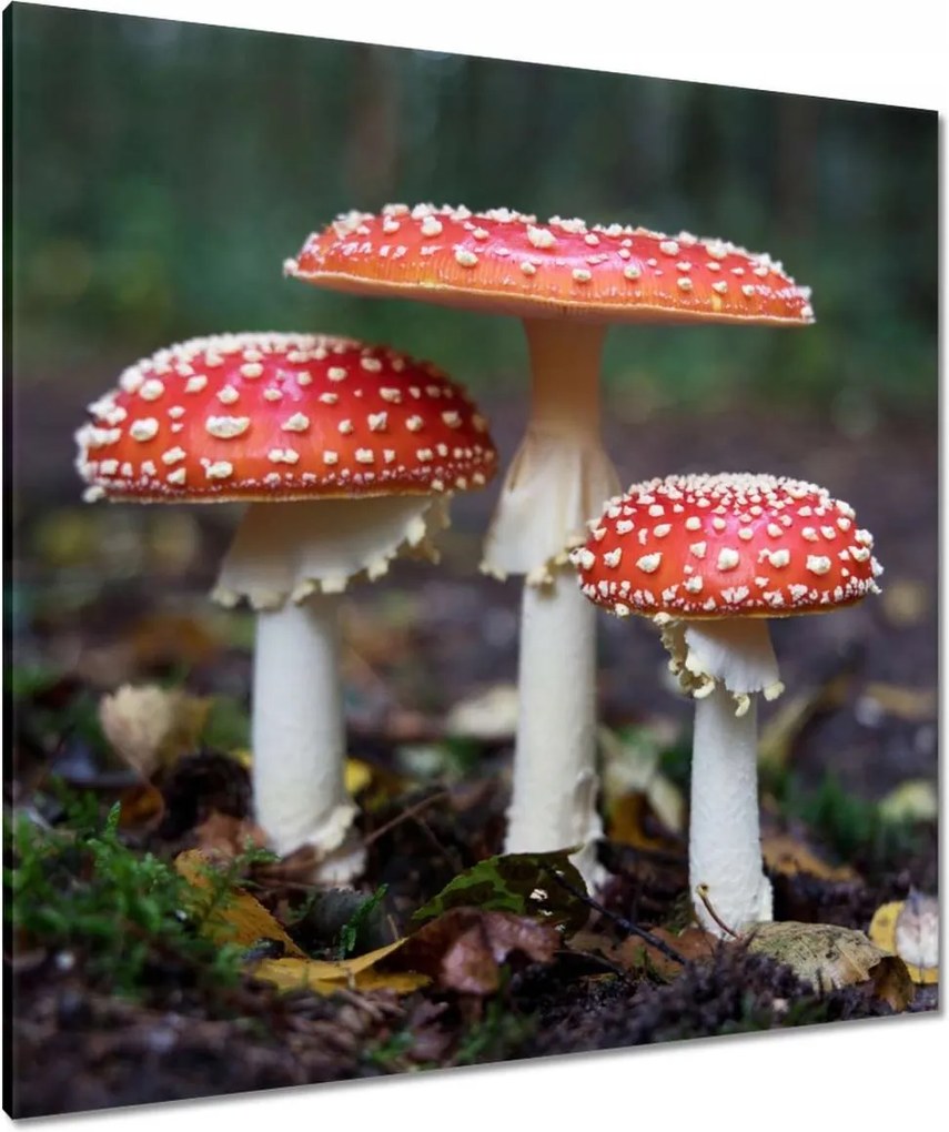 Vászonkép 90x90 Makrofotó MacroFoto