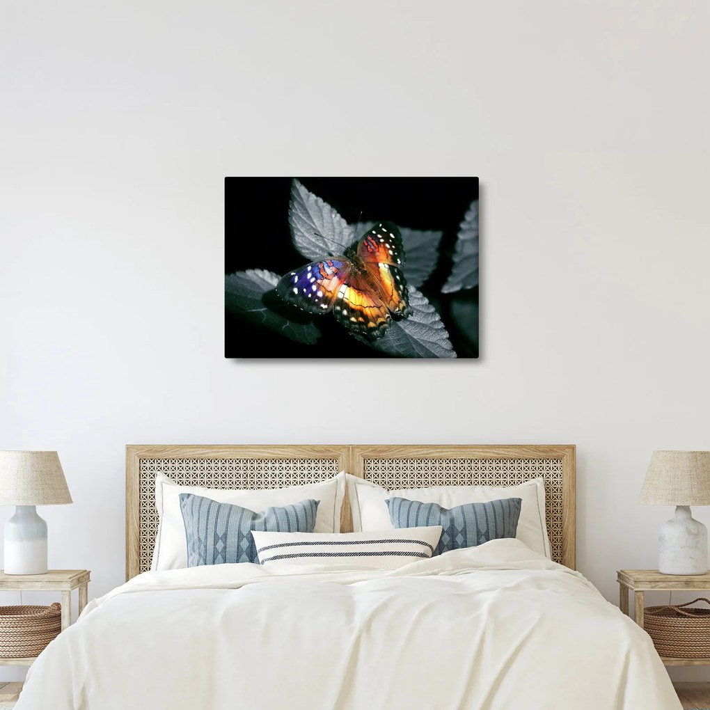 Pillangó képe (70x50 cm)