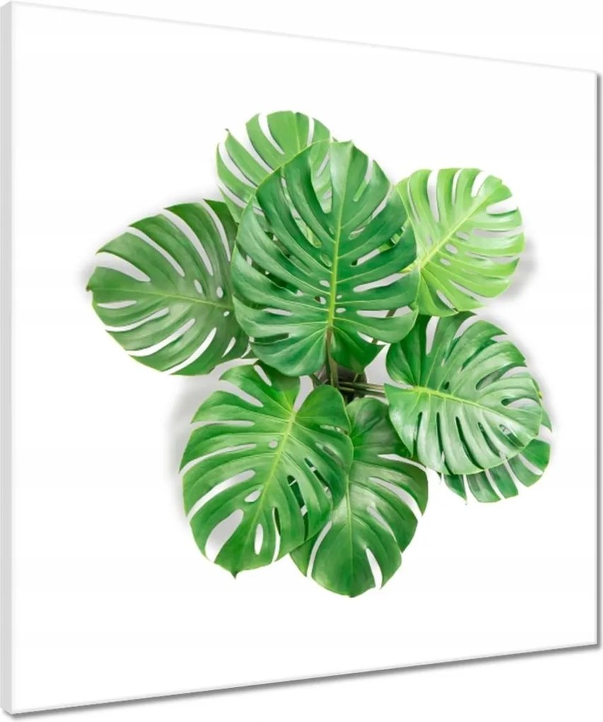 Vászonkép 50x50 Lyukas szörny levelek