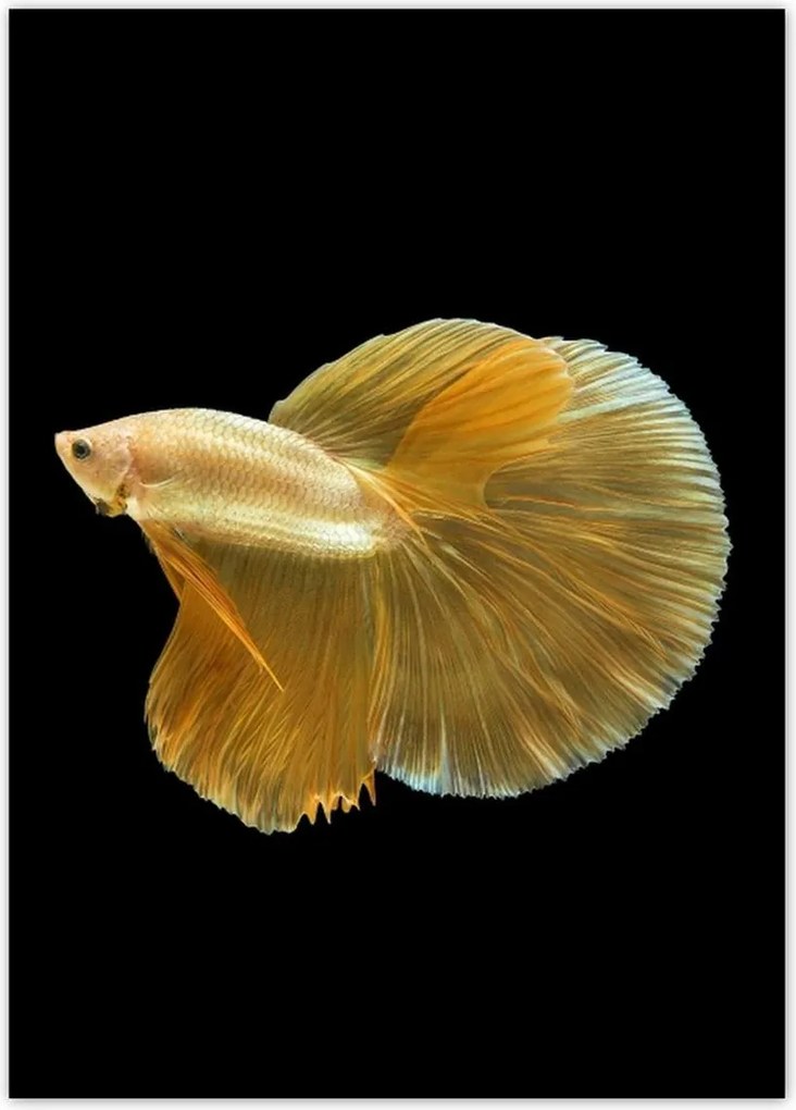 Poszterek 50x70 Arany sziámi hal