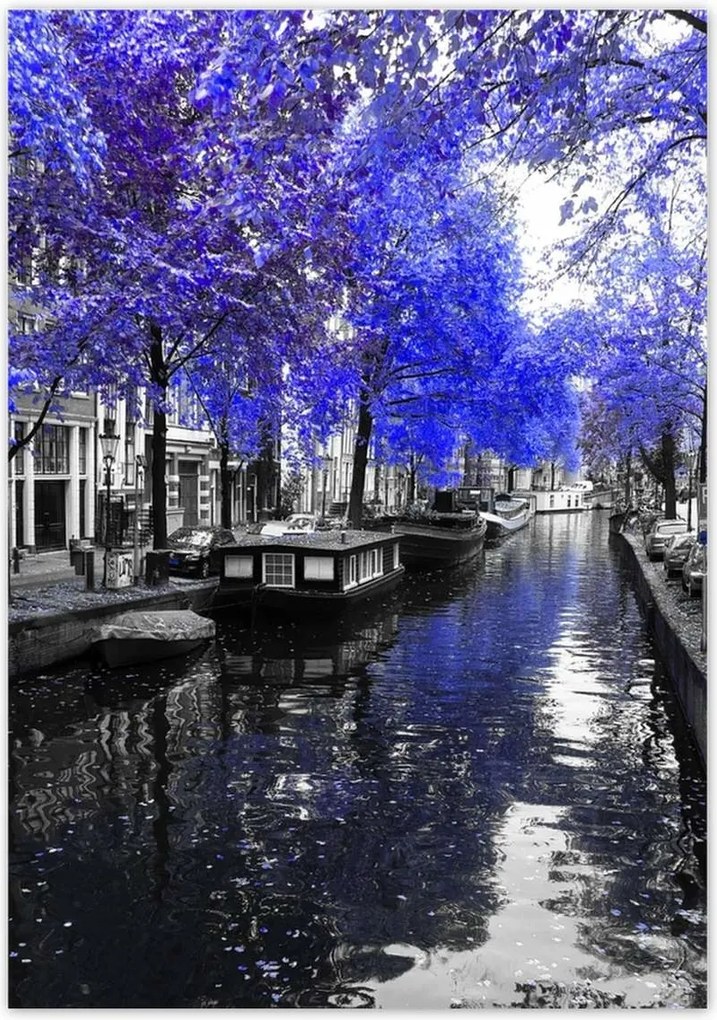 Poszterek 70x100 Búzavirág Amszterdam