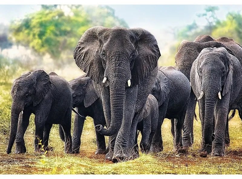 Trefl Afrikai elefántok puzzle, 1000 db