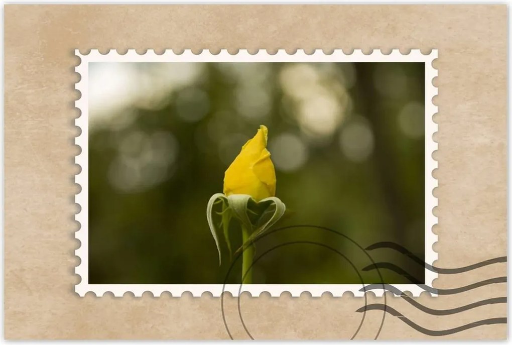 Poszterek 90x60 Sárga rózsa