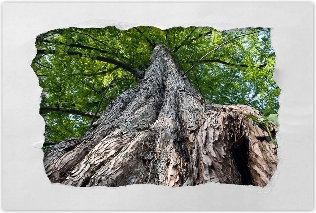 Poszterek 60x40 Fa Fák Kilátás