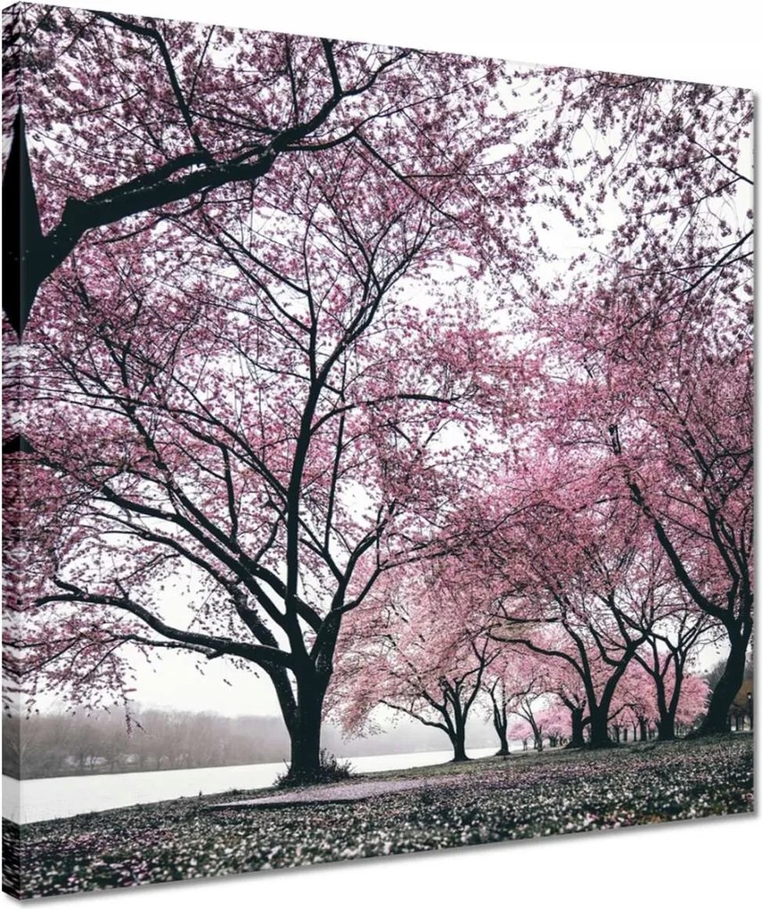 Vászonkép 40x40 Fa Fák Kilátás