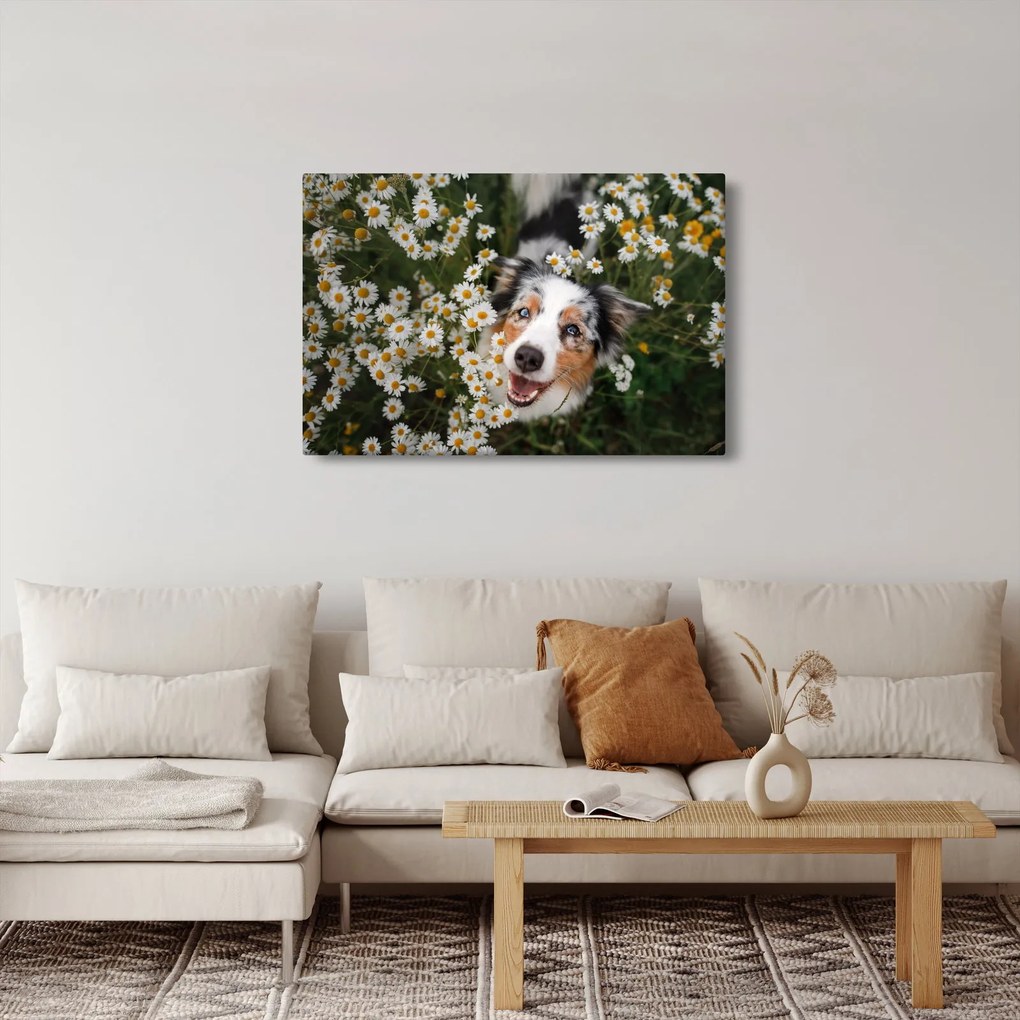Kép - Ausztrál juhászkutya (90x60 cm)
