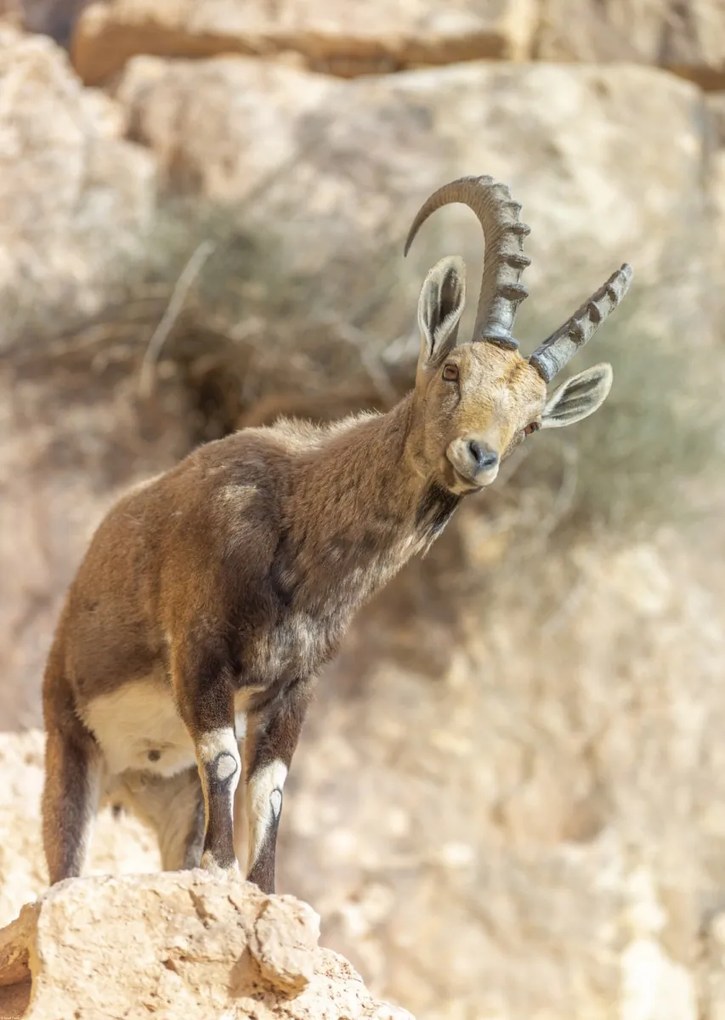 Poszter 67,5x95cm Ibex Nubiana, Assaf Frank