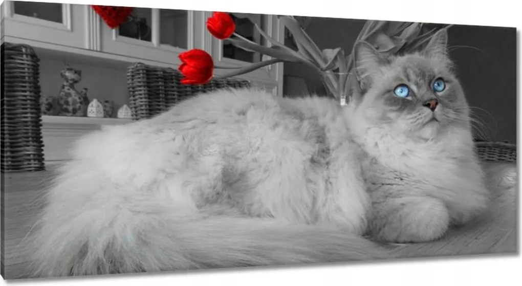 Képek 115x55 Ragdoll macska