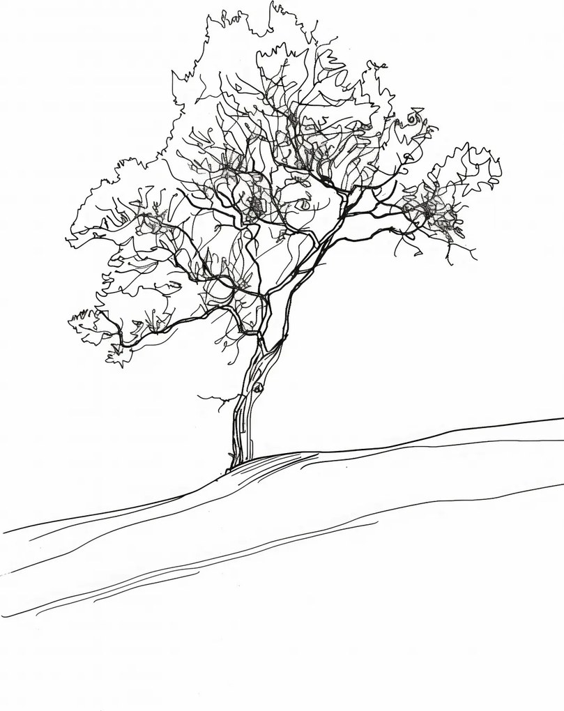 Poszter 68x101cm Fa vázlatban