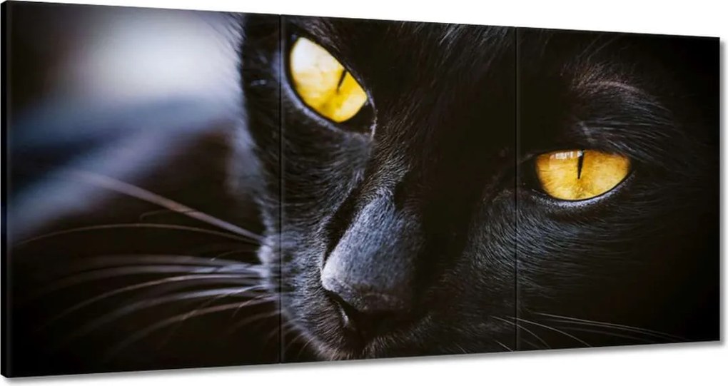 Vászonkép 60x30 Cica Cicák Macskák