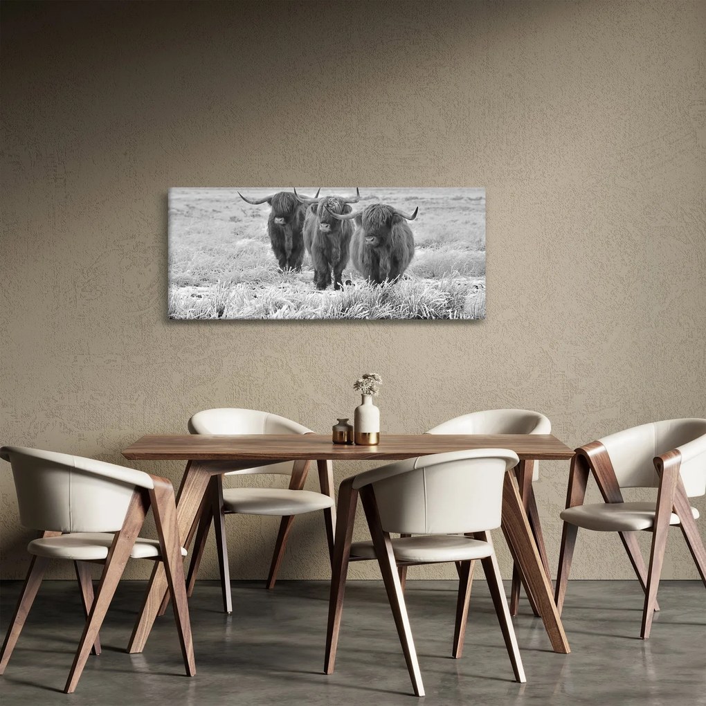 Kép - Skót tehenek, fekete-fehér (120x50 cm)