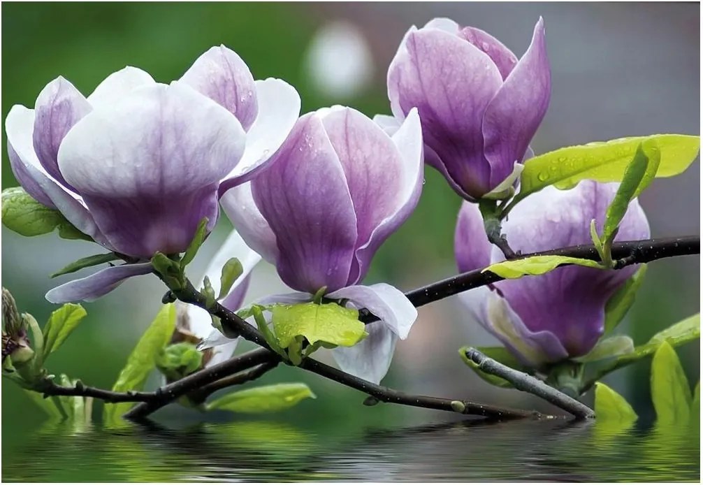 Fotótapéta virág magnólia fotótapéta 312 x 219