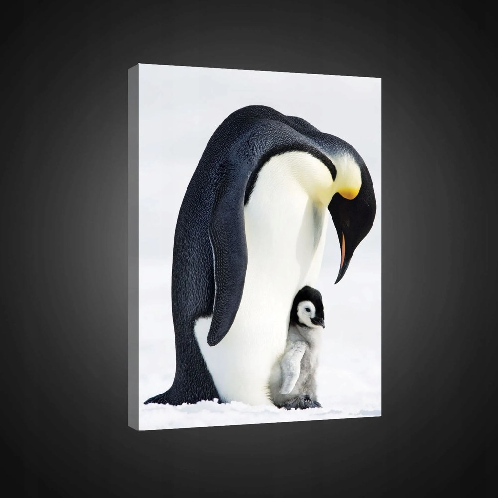 Vászonkép 75x100 gondoskodás szülőség szerelem pingvinek Antarktisz hó