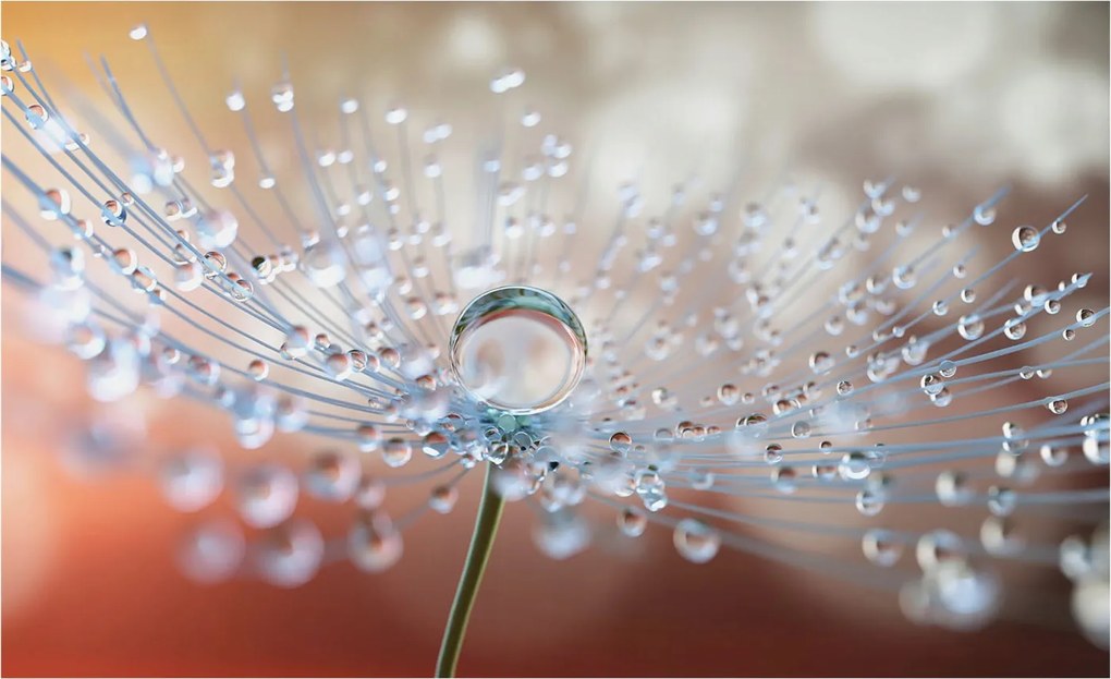 Fotótapéta Falra az előszoba konyhájába Csepp a pitypangon 416x254 Ragasztó