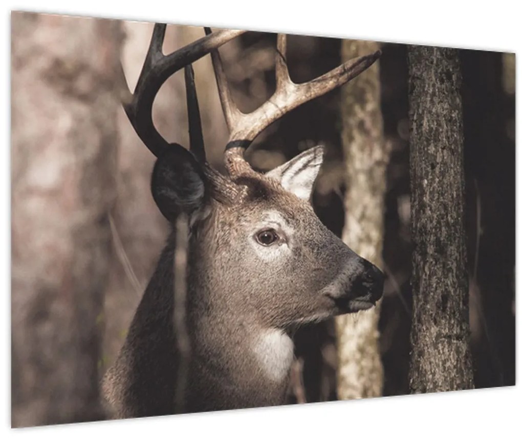 Kép - Szarvas az erdőben (90x60 cm)