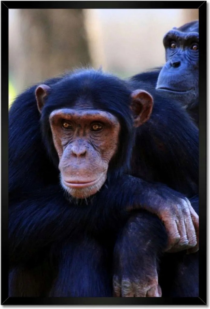 Poszterek keretben 40x60 Csimpánz