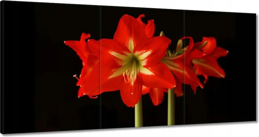 Festmények 120x60 Amarillisz