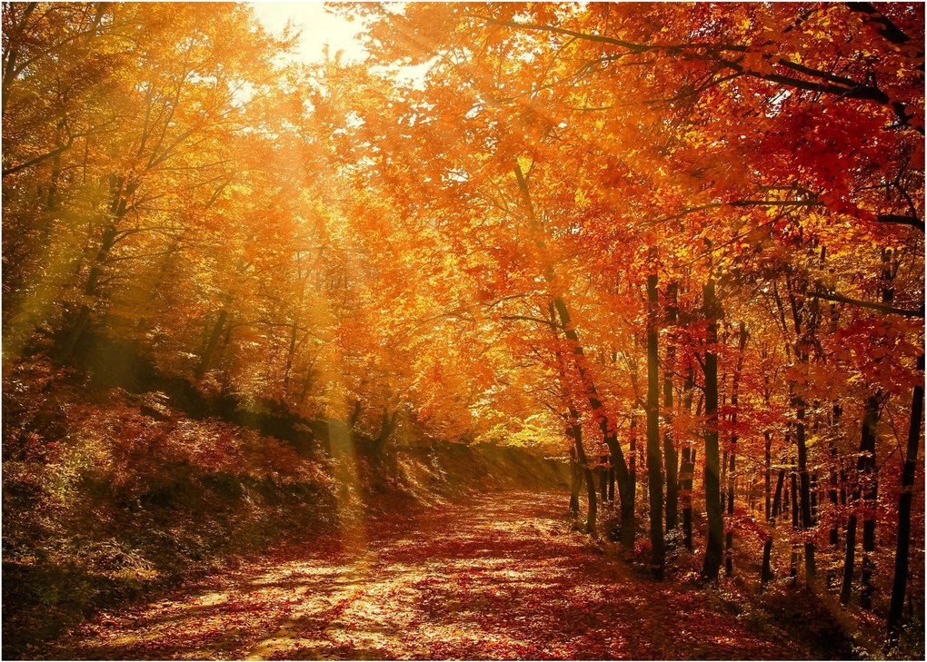 Őszi erdő képe (70x50 cm)