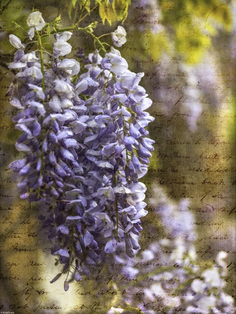 Poszter 30x40cm Színes tavaszi Wisteria 2, Assaf Frank