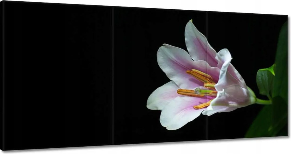 Vászonkép 180x90 Virágzó rózsaszín liliom