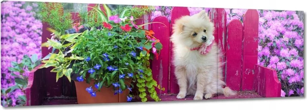 Vászonkép 60x20 Kutya Kutyák