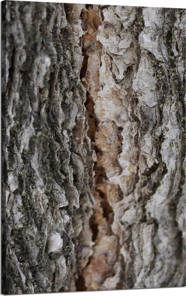 Vászonkép Természet Fakéreg Varázslat Erdő Fák 50x80