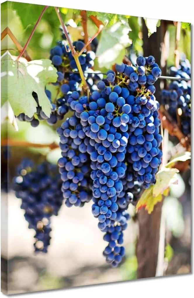 Vászonkép 30x40 Bor Szőlő Szőlőbirtok