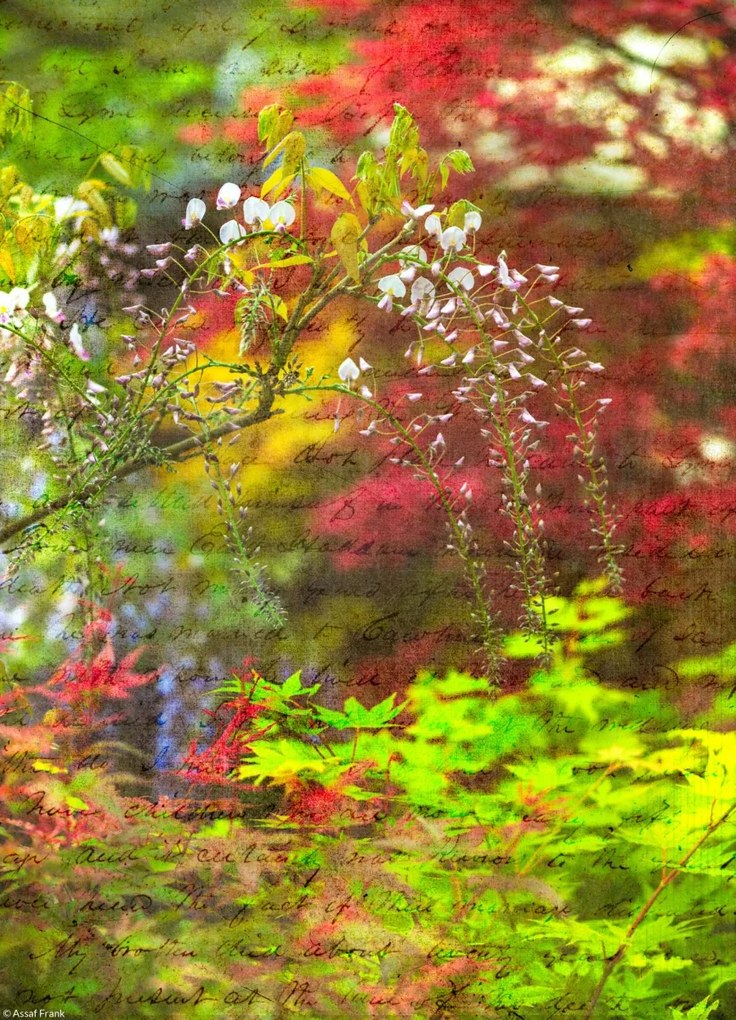 Poszter 20,5x28,4cm Színes tavaszi Wisteria, Assaf Frank