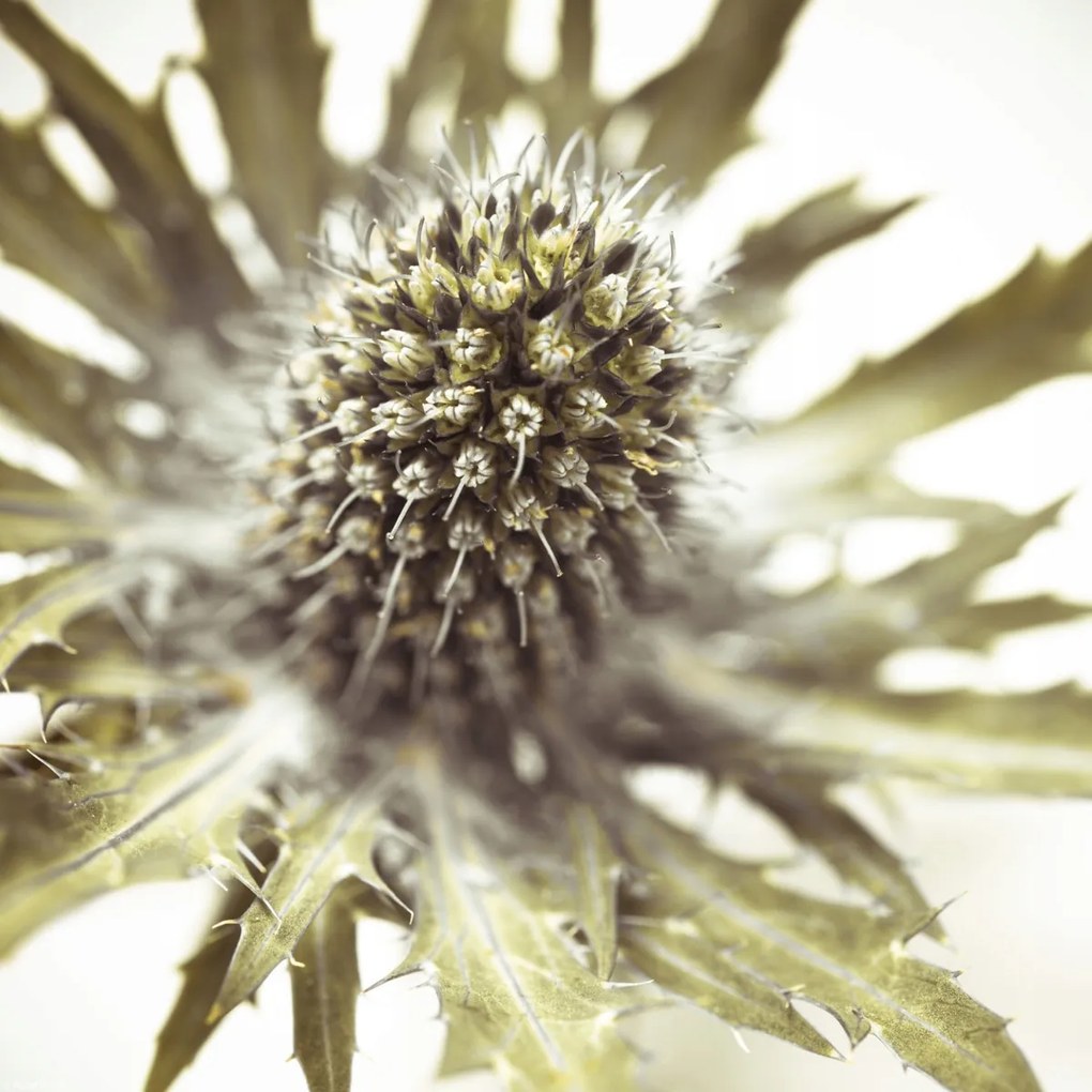 Poszter 30x30cm Közelkép bogáncsvirághoz, Assaf Frank