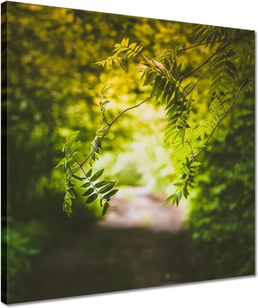 Vászonkép 40x40 Zöld levelek Levelek