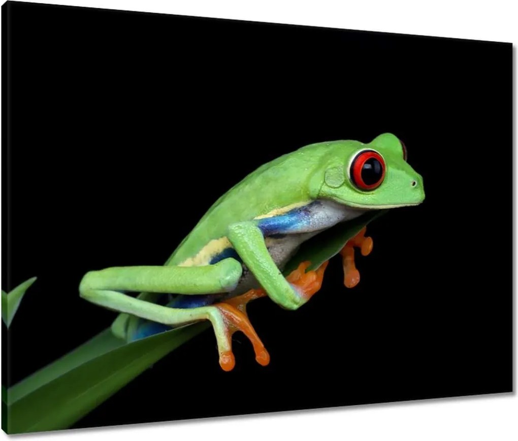 Vászonkép 80x60 Fogó színes béka