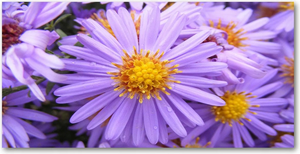 Astra konyhai üvegpanel 140x70 cm Ragasztó