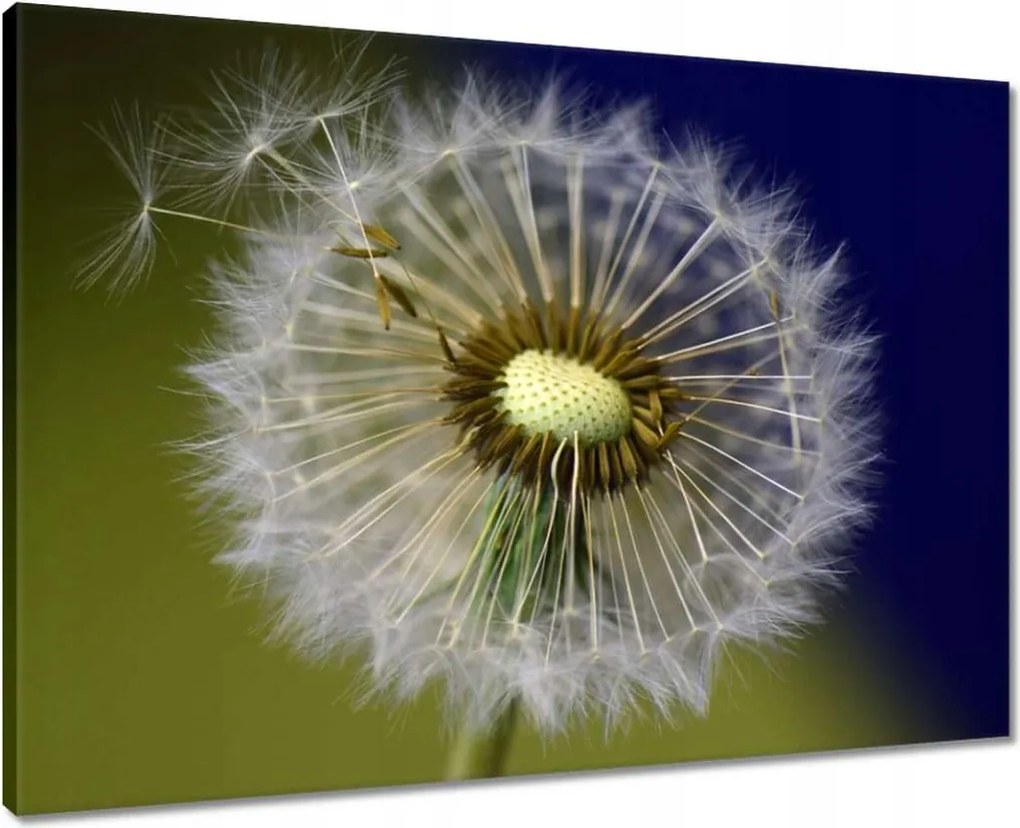 Vászonkép 70x50 Pitypang Virág Virágok