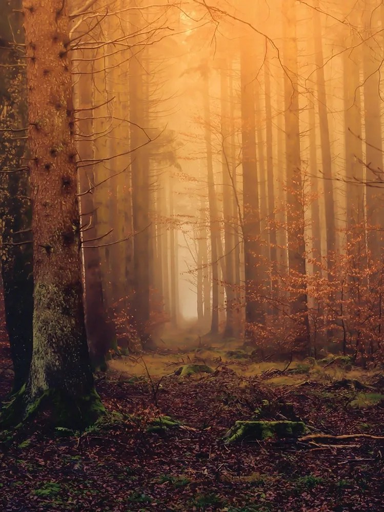 Fotótapéta Függőleges erdő fák falfestmény Ragasztó Ajándék 184 x 254